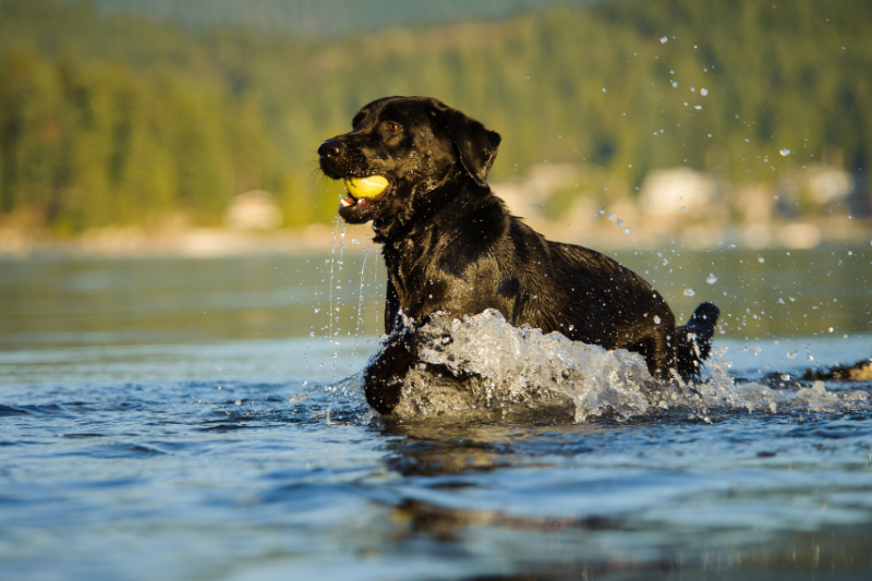 dog running in a lake