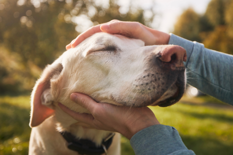 person petting their labrador outside