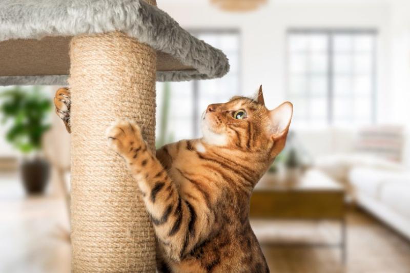 A ginger cat scratching a scratching post 