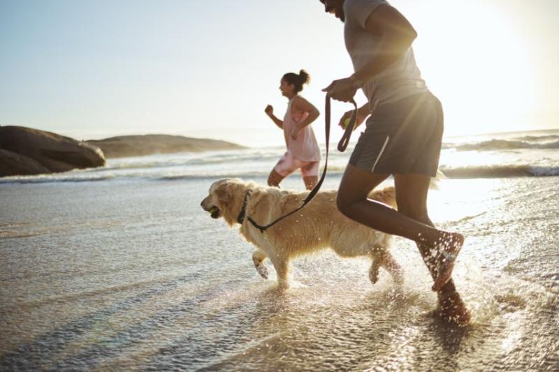 A couple running on the beach with their golden retriever