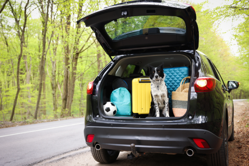 dog in car boot with luggage