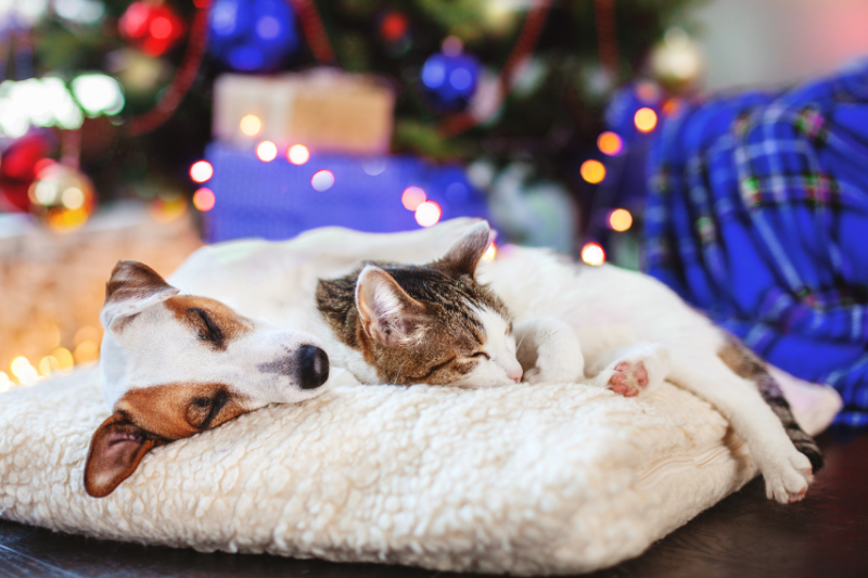 dog and cat sleeping in front of christmas tree