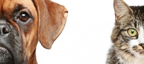cat and dog