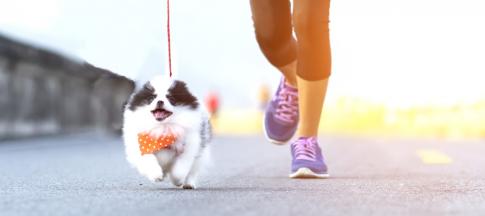 small-dog-running-with-owner
