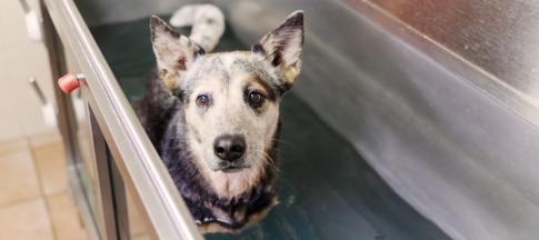 dog-in-a-hydrotherapy-tank