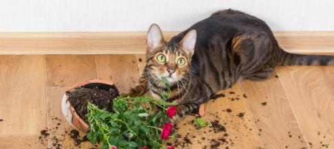 cat-next-to-broken-flower-pot