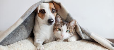 dog-and-cat-under-a-blanket