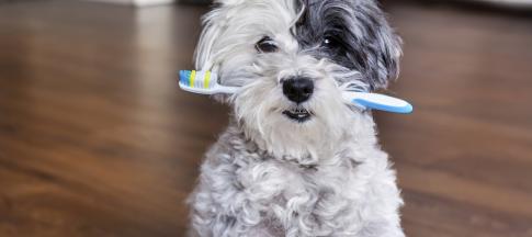 dog-holding-a-toothbrush-in-its-mouth