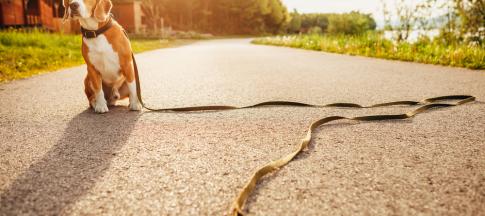 Lost-beagle-dog-sits-alone-on-the-road