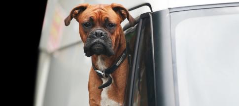 boxer-sticking-its-head-out-of-a-white-van-window