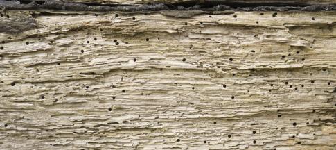 woodworm-holes-in-an-old-piece-of-wood