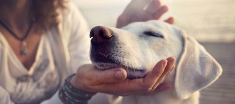 owner-stroking-her-dogs-head