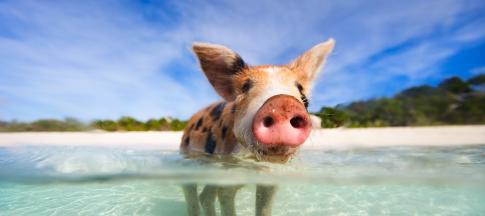 pig-beach-bahamas