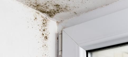 mould-near-a-window-frame