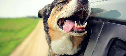 happy-dog-sticking-its-head-out-of-car-window