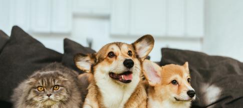 dog and cat intro