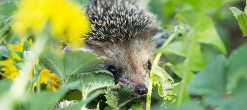 hedgehog in garden