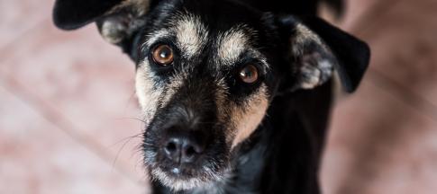 dog