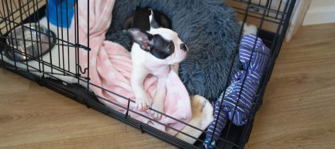 Boston Terrier puppy in a crate