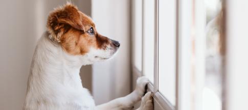 dog looking out of window waiting for owner