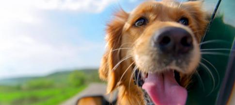 golden-retriever-looking-out-of-car-window