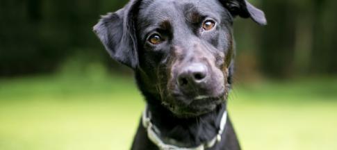 Dog-body-language