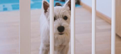 Dog-proofing your home