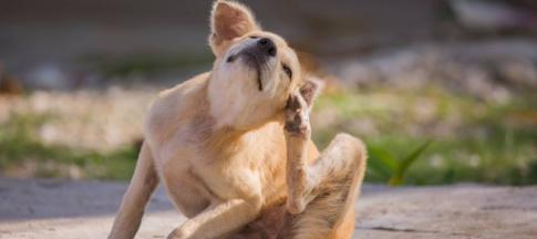 Image of a dog itching.