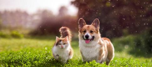 Image of a dog and a cat