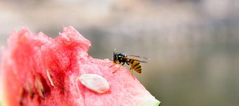 Image of a wasp on a slice of watermelon fruit. 