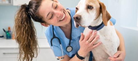 Image of a vet with a dog.