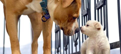 Image of an older dog with a puppy.