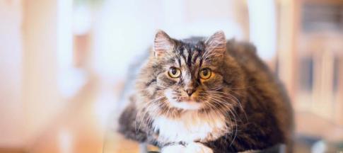 older cat sitting on a table