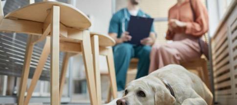 Dog waiting for vaccination with vet and owner in the background