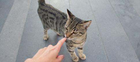 A hand reaching out to a cat on the street.