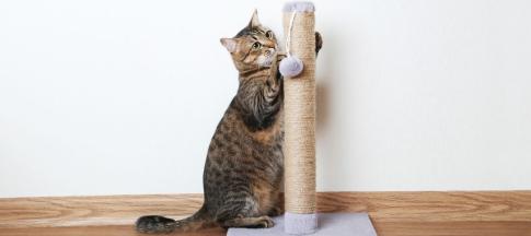 A cat scratching a scratching post.