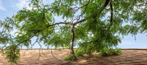 Tree and roof