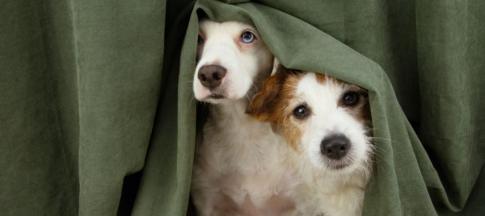 Two scared dogs hiding below a green curtain 