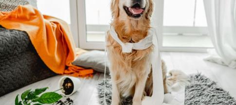 Golden retriever covered in toilet paper and by a plant that's been knocked over