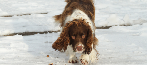 Spaniel walking across snow