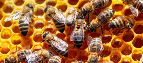 close up photo of bees nest