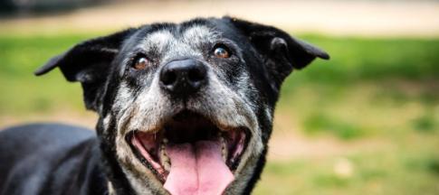 A old black dog smiling
