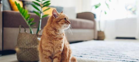 An orange cat in front of a houseplant and beige sofa
