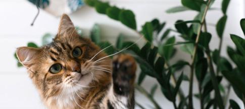 cat standing next to zz houseplant