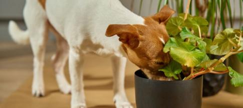 dog sniffing plant pot soil