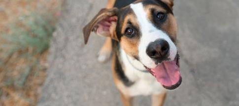 Brown and white dog looking up at camera
