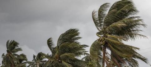 Palm trees being blown in very strong winds