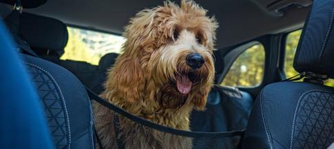 image of dog in back of car