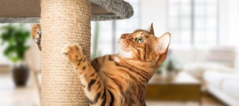 A ginger cat scratching a scratching post 