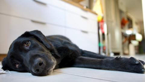 black labrador retriever dog exhausted by the heat lying on the white tile of a kitchen in summer